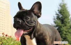 法斗犬可以吃荔枝吗 法斗能不能吃荔枝