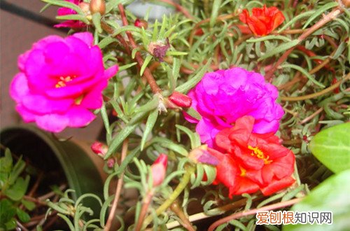 图 太阳花怎么浇水 太阳花多久浇一次水