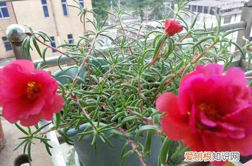 图 太阳花怎么浇水 太阳花多久浇一次水