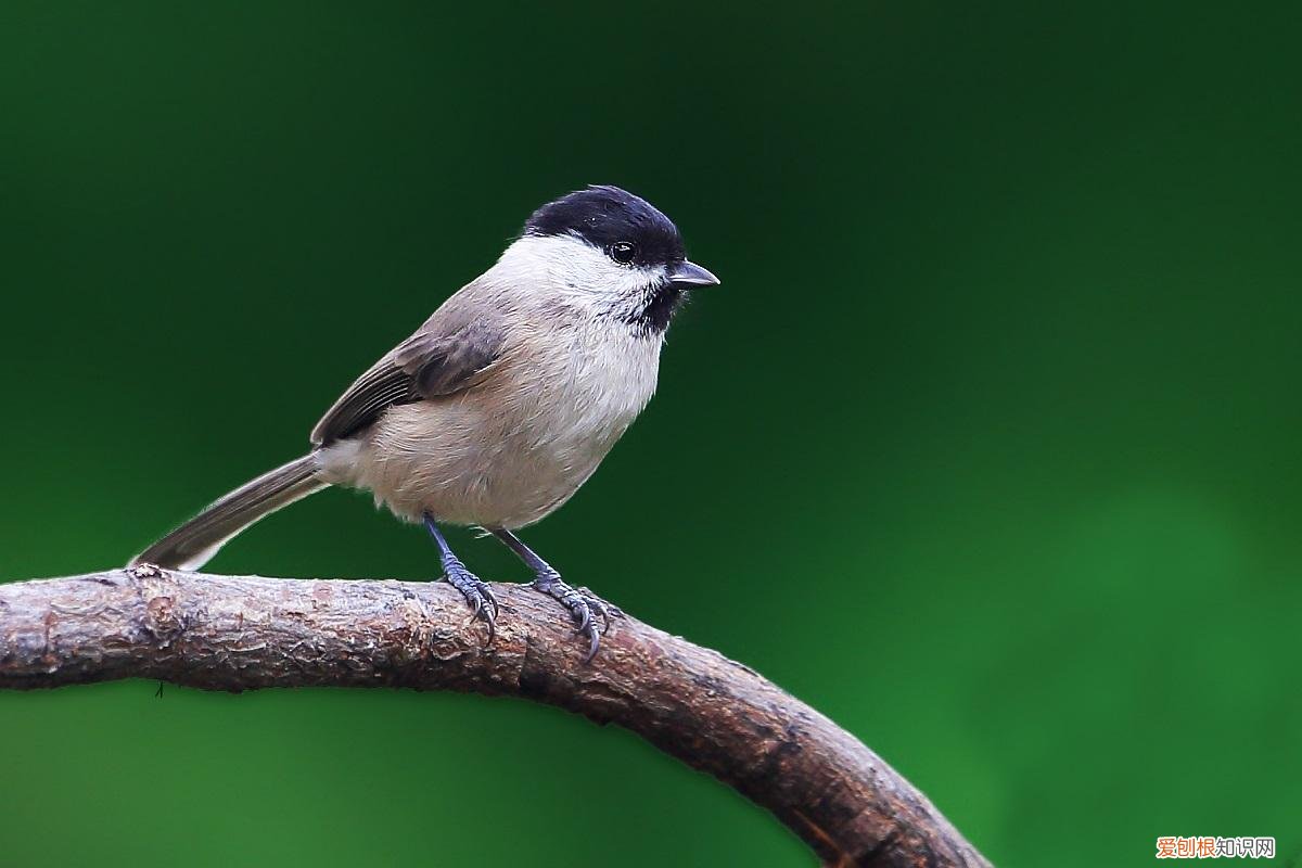 黑尾蜡嘴雀套口讲究,花头的黑尾蜡嘴雀