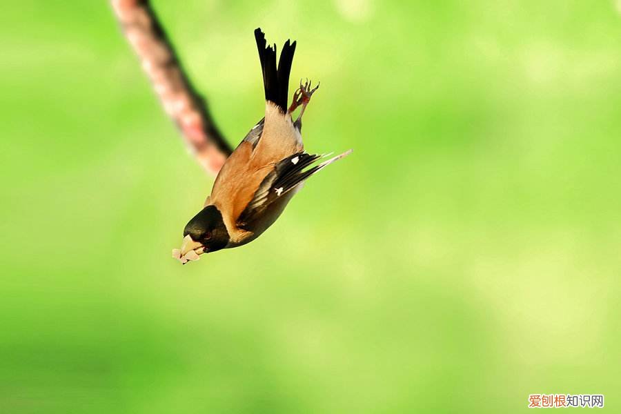黑尾蜡嘴雀如何繁殖,黑尾蜡嘴雀繁殖期饲养