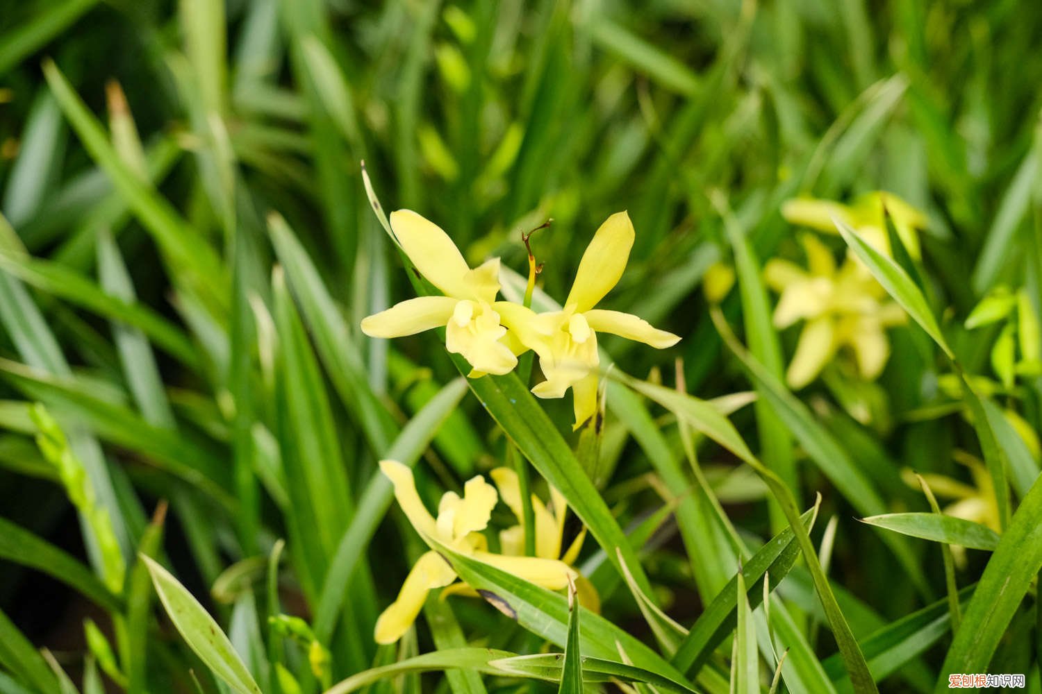 兰花叶片缺水是什么原因 如何判断兰花是否缺水，缺水怎么处理
