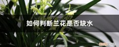 兰花叶片缺水是什么原因 如何判断兰花是否缺水，缺水怎么处理