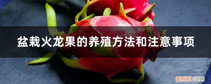 盆栽火龙果的栽培技术及管理 盆栽火龙果的养殖方法和注意事项，怎么修剪