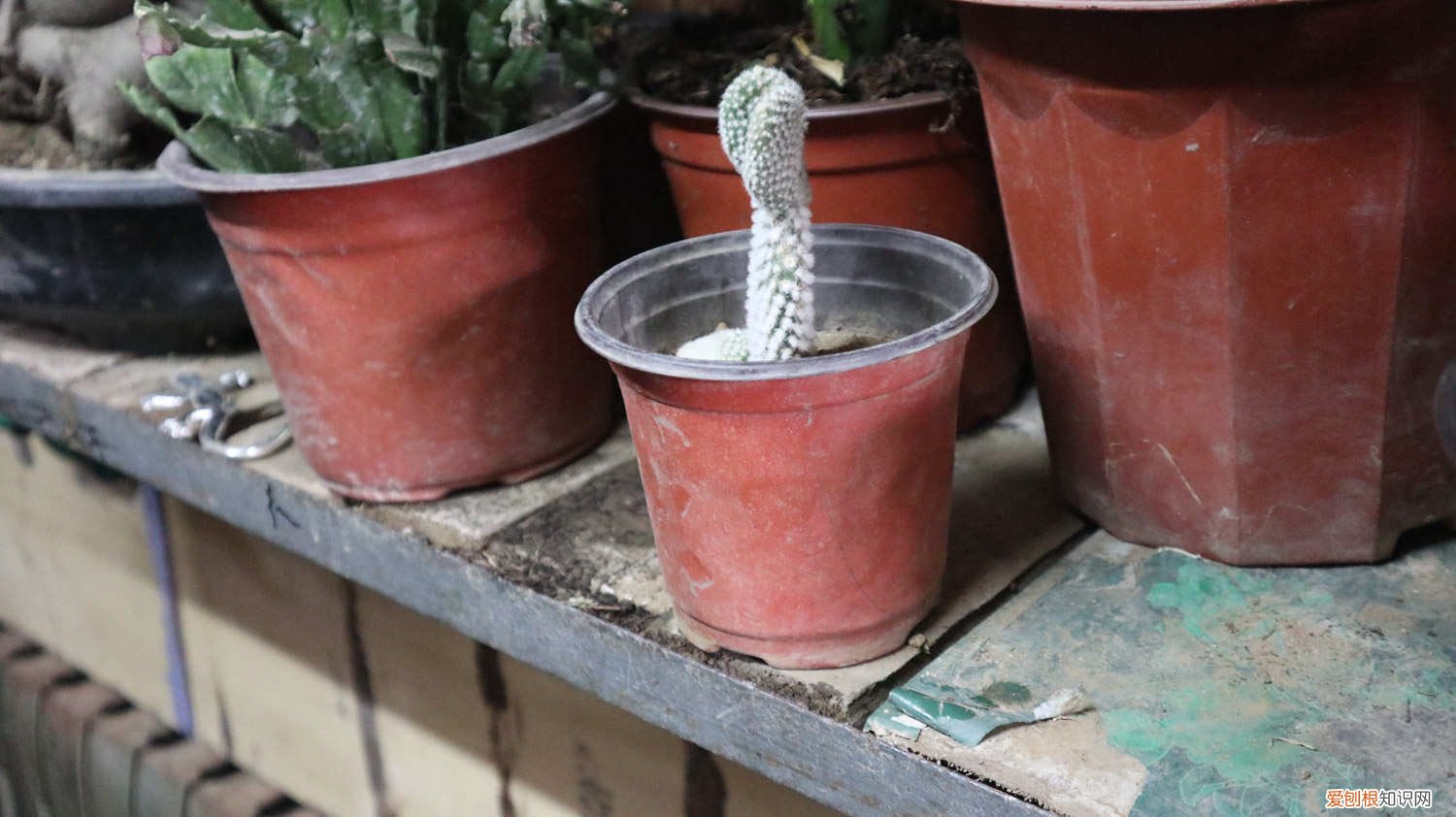 火龙果是仙人掌的果实吗,需要放冰箱吗为什么 火龙果是仙人掌的果实吗,需要放冰箱吗