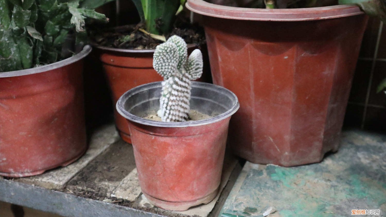 火龙果是仙人掌的果实吗,需要放冰箱吗为什么 火龙果是仙人掌的果实吗,需要放冰箱吗