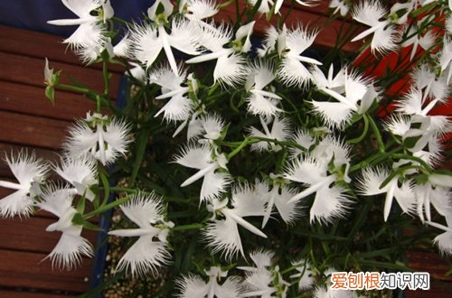 图 白鹭草怎么种 白鹭草的种植方法和养护注意事项