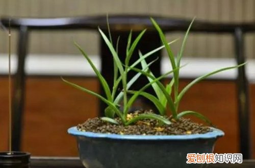 图 白鹭草怎么种 白鹭草的种植方法和养护注意事项