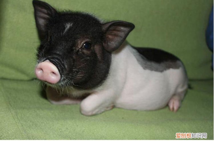 香猪能活几年,香猪能活几年寿命