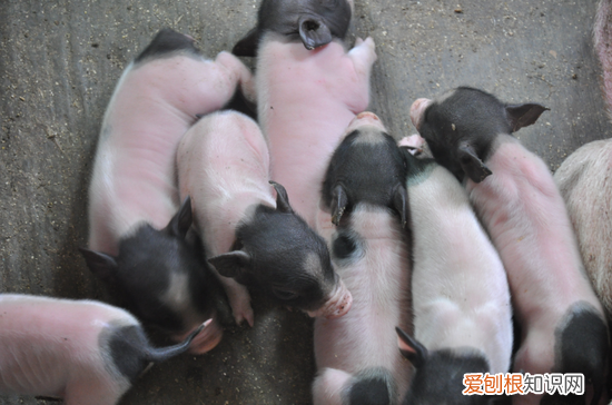 迷你猪吃什么食物，迷你世界猪吃什么食物