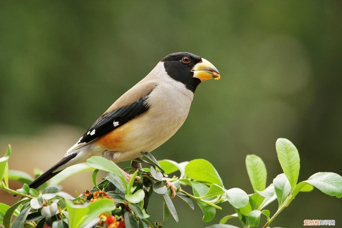 蜡嘴雀的价格，蜡嘴雀价格,蜡嘴雀多少钱一只