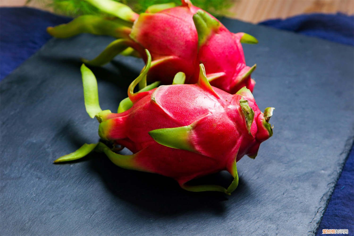 火龙果盆栽一周浇一次水吗,多久不浇水会死 火龙果盆栽一周浇一次水吗，多久不浇水会死