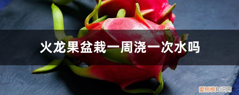 火龙果盆栽一周浇一次水吗,多久不浇水会死 火龙果盆栽一周浇一次水吗，多久不浇水会死