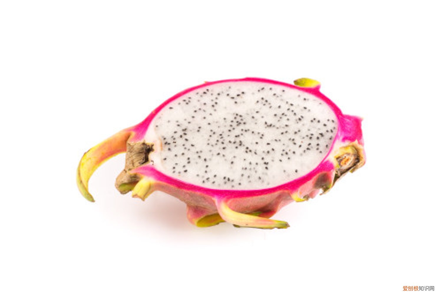 火龙果扦插怎么分正反 火龙果的扦插季节,扦插分正反吗