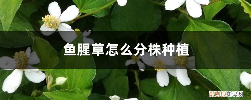 鱼腥草在北方怎样种植 鱼腥草怎么分株种植，北方可以种吗