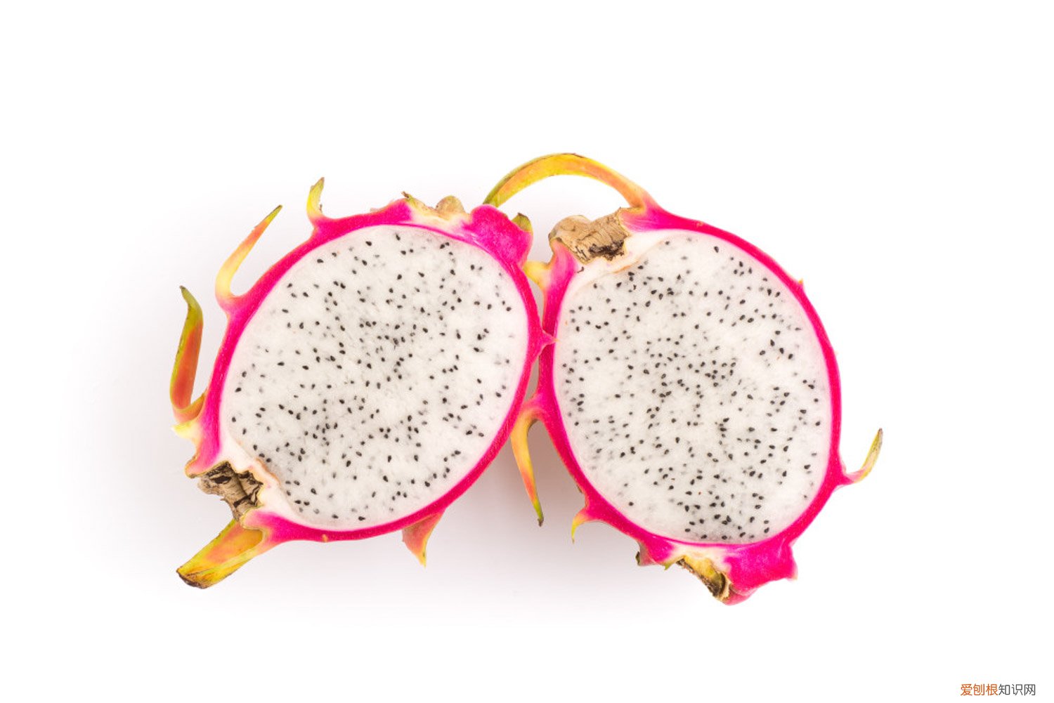 火龙果是如何授粉的 火龙果是怎么繁殖的,需要人工授粉吗