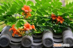 图 凌霄花怎么养 凌霄花的养殖方法和注意事项