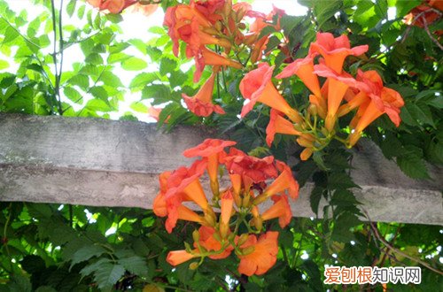 图 凌霄花怎么养 凌霄花的养殖方法和注意事项