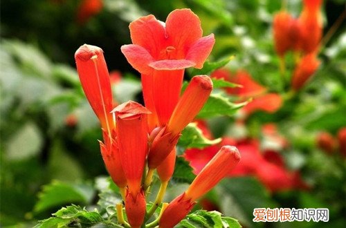 图 凌霄花怎么养 凌霄花的养殖方法和注意事项