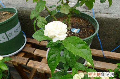 图 虎头茉莉怎么浇水 虎头茉莉多久浇一次水