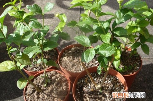 图 虎头茉莉怎么浇水 虎头茉莉多久浇一次水