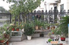 图 冬天院子里花怎么防冻保暖 顺利过冬