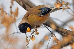 黑尾蜡嘴雀的常见病，黑尾蜡嘴雀寿命