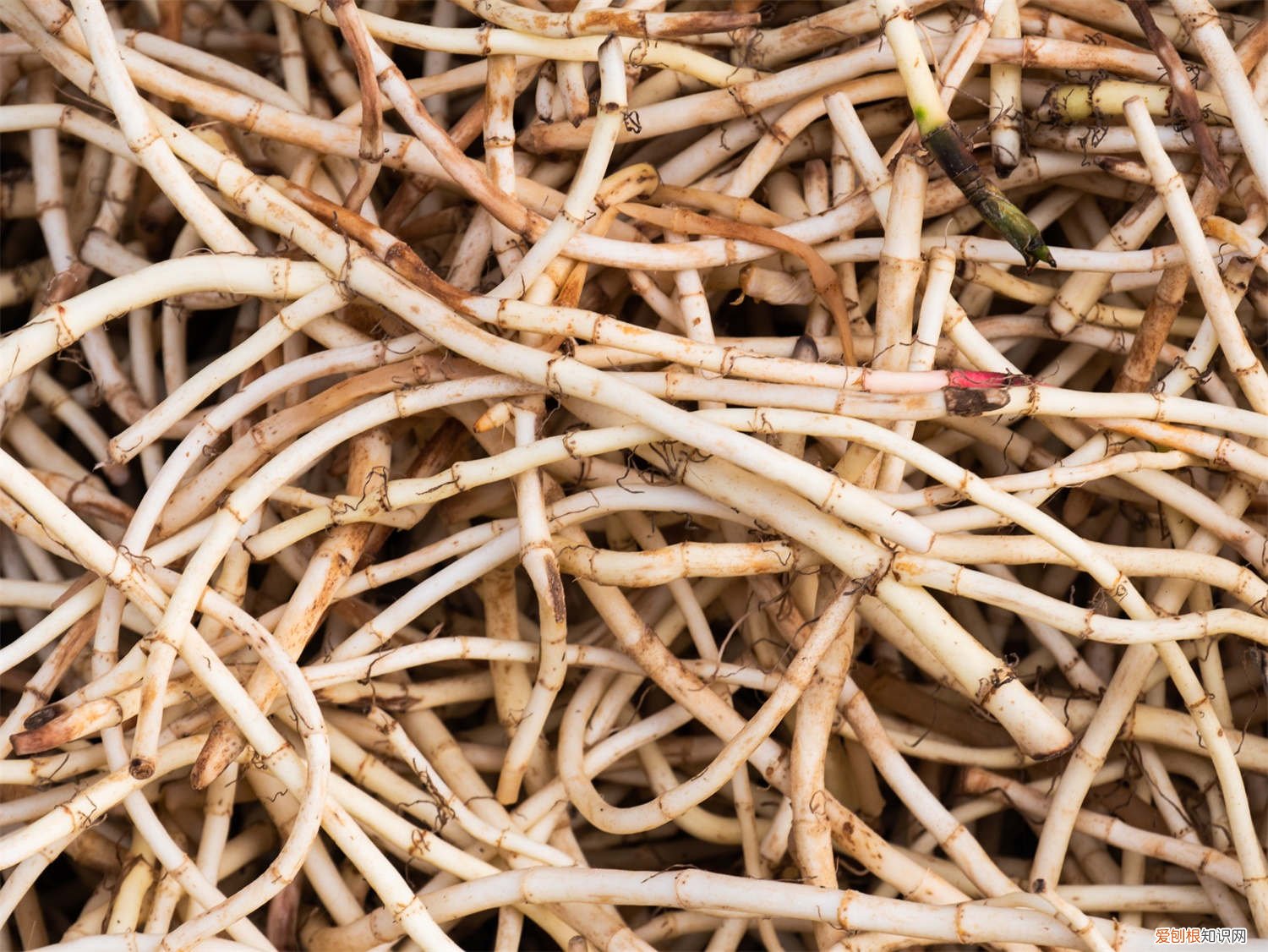 家里怎样种鱼腥草 家里怎么养鱼腥草,鱼腥草有毒吗