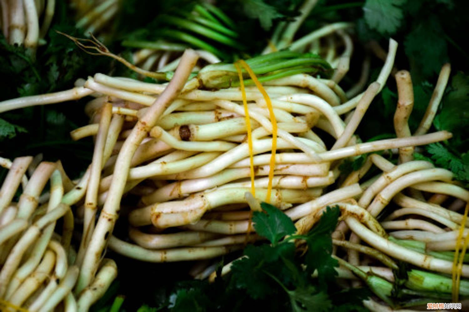 家里怎样种鱼腥草 家里怎么养鱼腥草,鱼腥草有毒吗