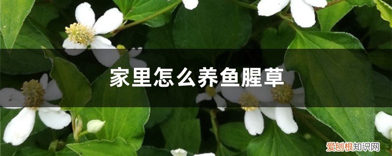家里怎样种鱼腥草 家里怎么养鱼腥草,鱼腥草有毒吗