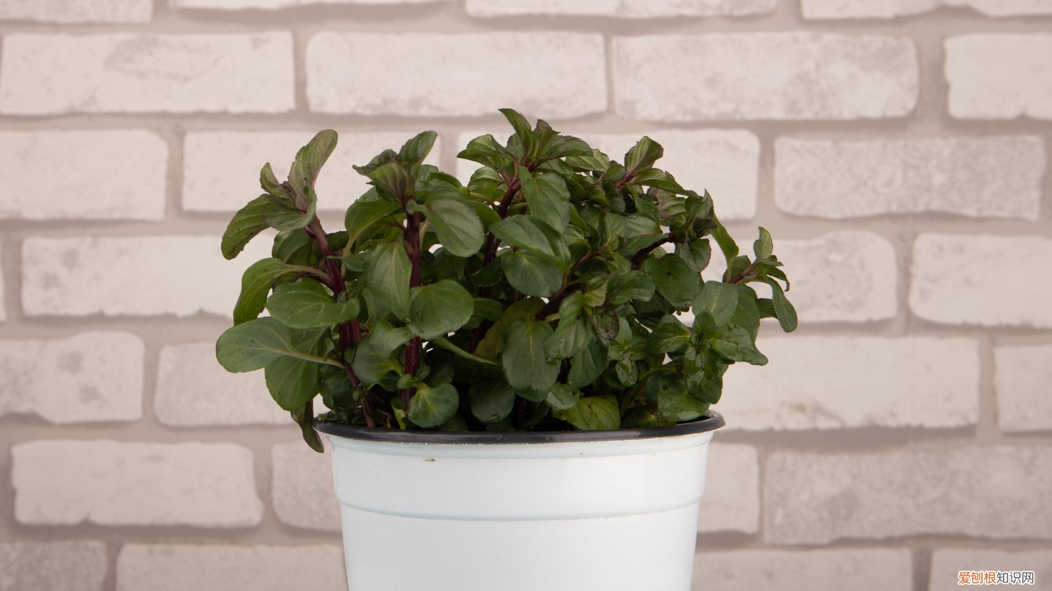 薄荷移盆后叶子干枯怎么办 薄荷换盆后蔫了怎么办,薄荷换盆正确方法