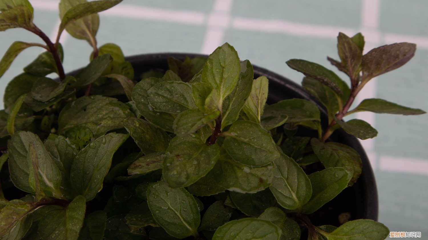 薄荷移盆后叶子干枯怎么办 薄荷换盆后蔫了怎么办,薄荷换盆正确方法