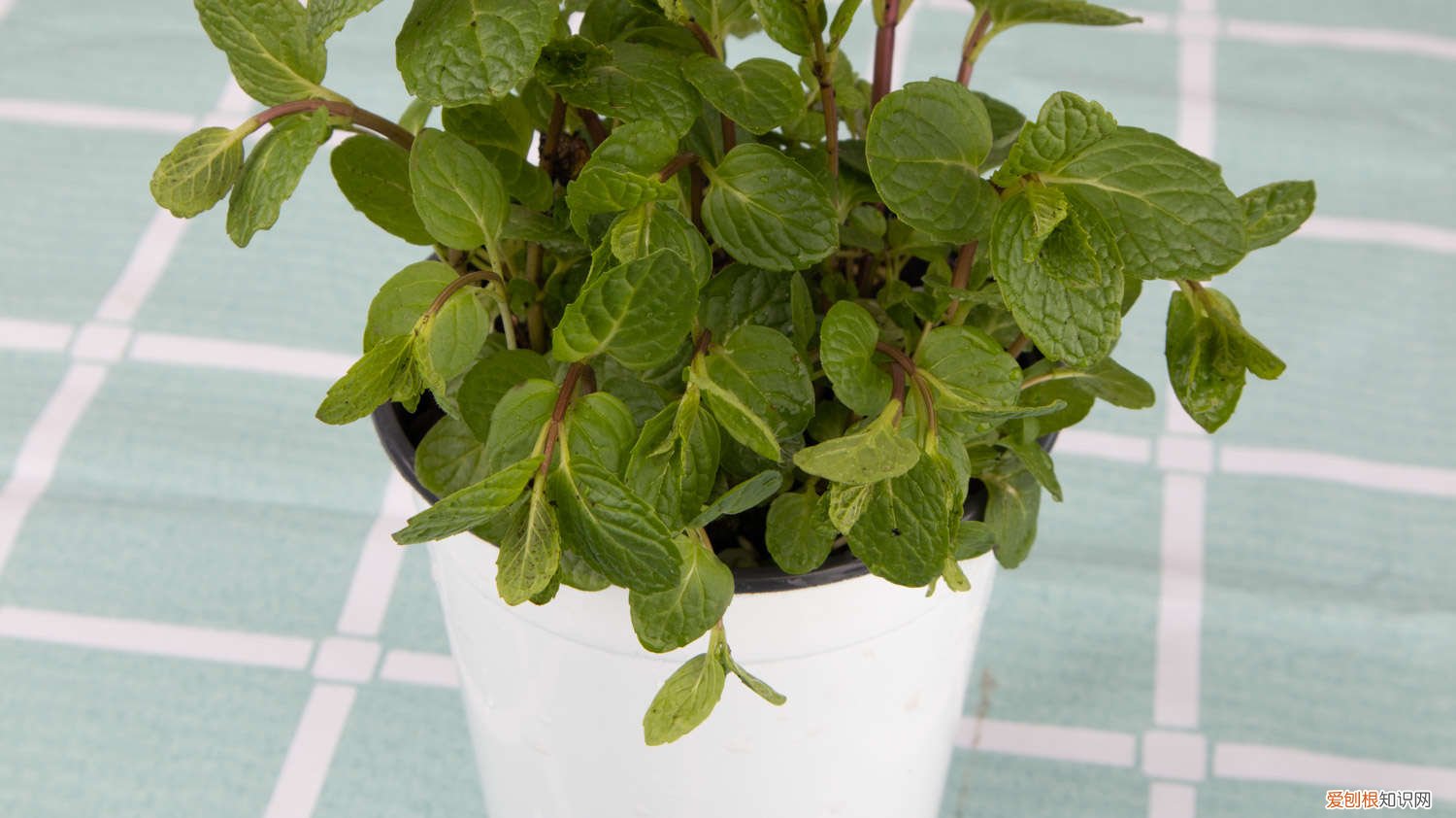 薄荷怎么分盆分株 薄荷分株繁殖方法,薄荷自己会分株吗
