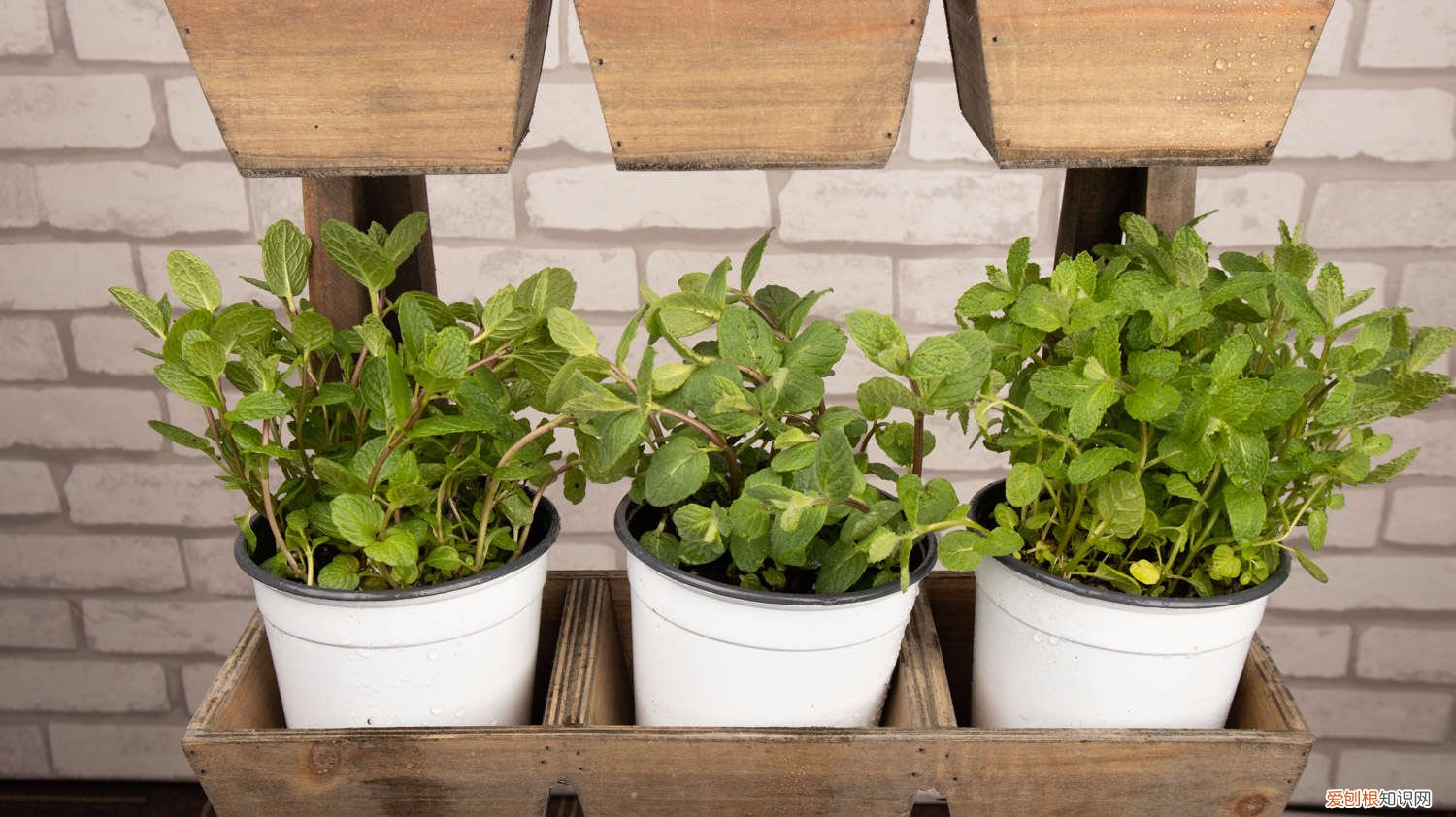 薄荷怎么分盆分株 薄荷分株繁殖方法,薄荷自己会分株吗