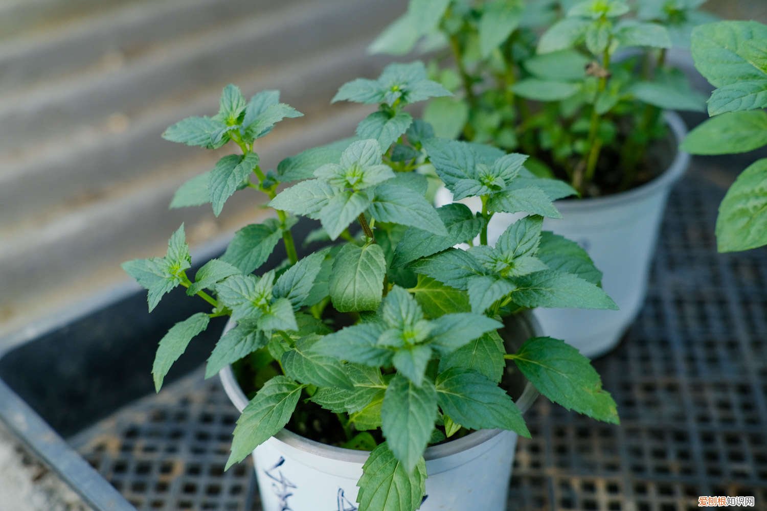 薄荷怎么分盆分株 薄荷分株繁殖方法,薄荷自己会分株吗