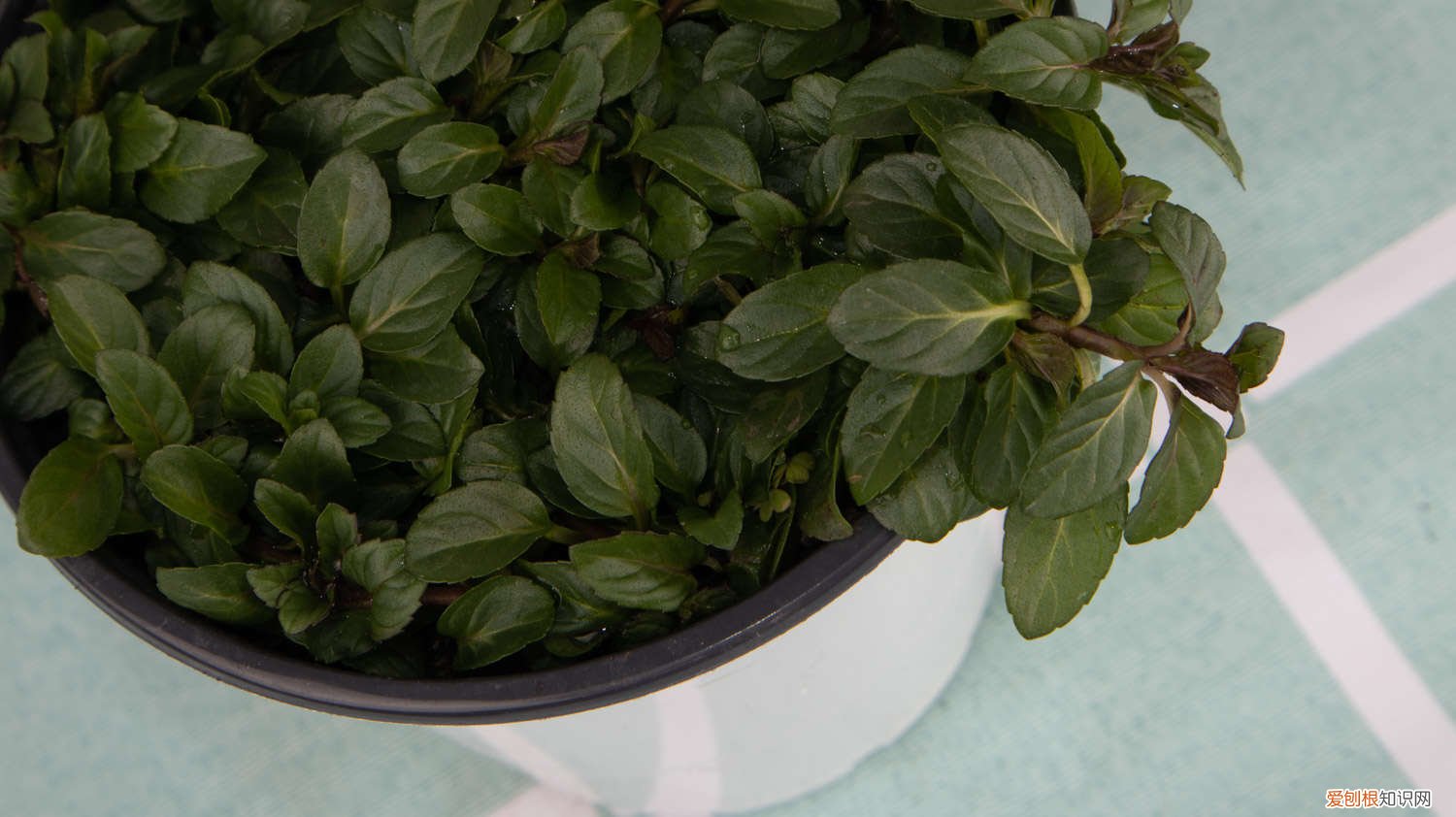 薄荷怎么扦插?薄荷扦插繁殖方法图解 薄荷扦插方法,薄荷扦插多久生根