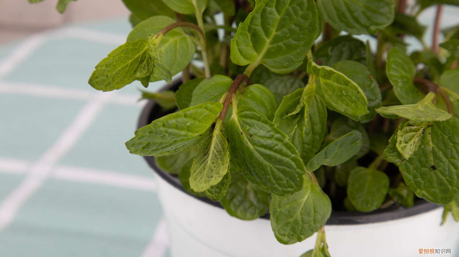 薄荷怎么扦插?薄荷扦插繁殖方法图解 薄荷扦插方法,薄荷扦插多久生根
