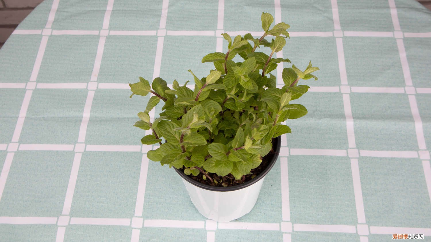 薄荷怎么扦插?薄荷扦插繁殖方法图解 薄荷扦插方法,薄荷扦插多久生根