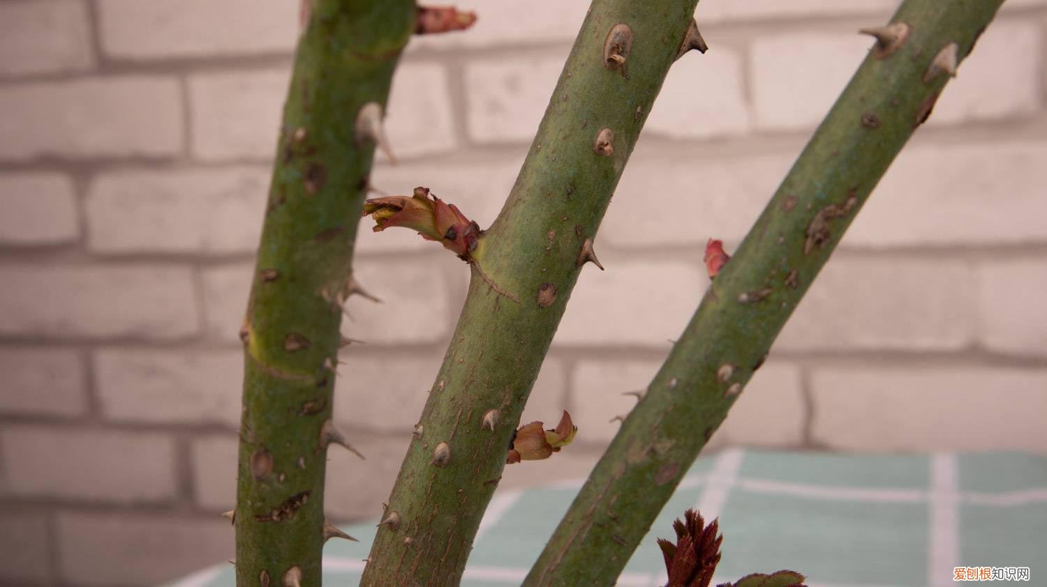 薄荷喜光还是喜阴 薄荷喜阴还是喜阳，薄荷为什么养得又软又细