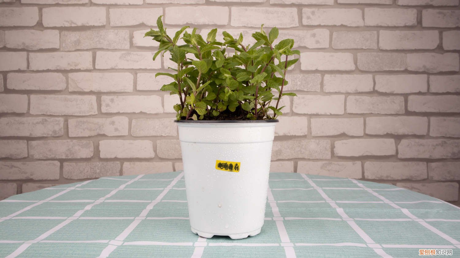 薄荷喜光还是喜阴 薄荷喜阴还是喜阳，薄荷为什么养得又软又细