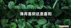 薄荷喜光还是喜阴 薄荷喜阴还是喜阳，薄荷为什么养得又软又细