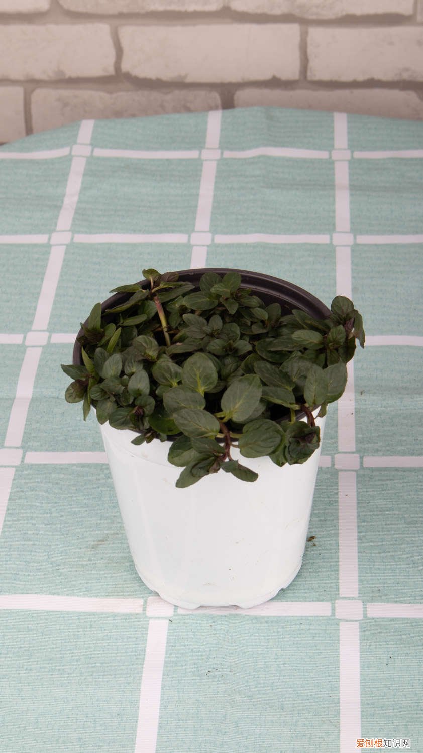 薄荷繁殖方法殖方法和注意事项 薄荷繁殖方法,剪下来的薄荷怎么利用