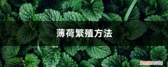 薄荷繁殖方法殖方法和注意事项 薄荷繁殖方法，剪下来的薄荷怎么利用