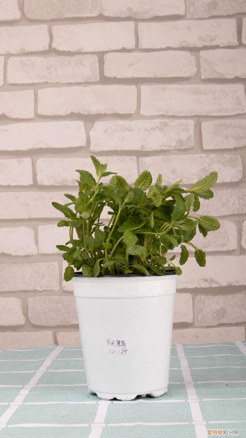薄荷繁殖方法殖方法和注意事项 薄荷繁殖方法,剪下来的薄荷怎么利用