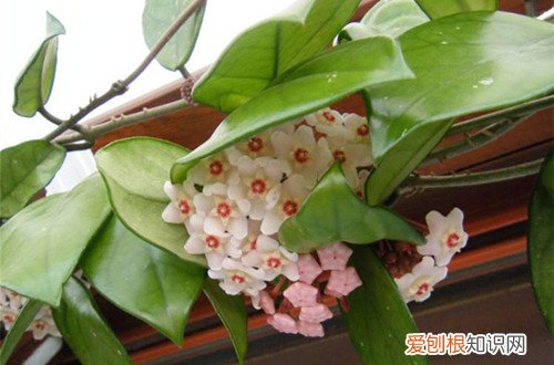 图 球兰怎么养 球兰的养殖方法和注意事项