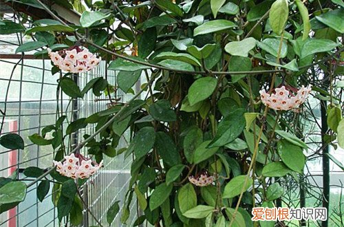 图 球兰怎么养 球兰的养殖方法和注意事项