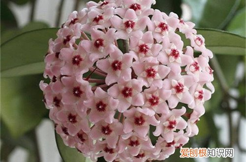 图 球兰怎么养 球兰的养殖方法和注意事项