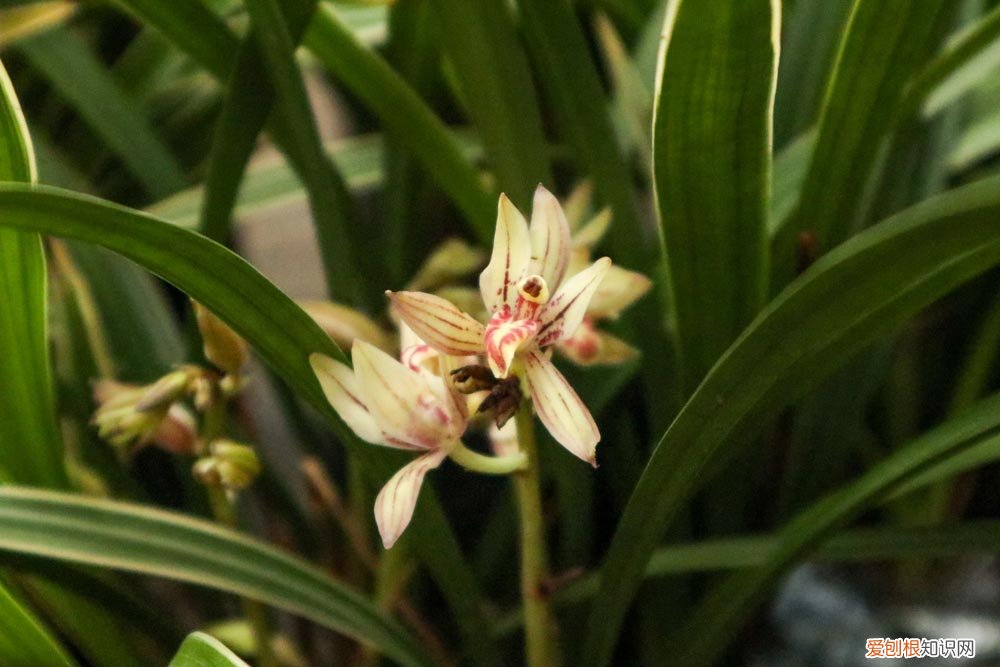 兰花发新芽是不是就会开花 兰花发芽了是不是就代表快开花了