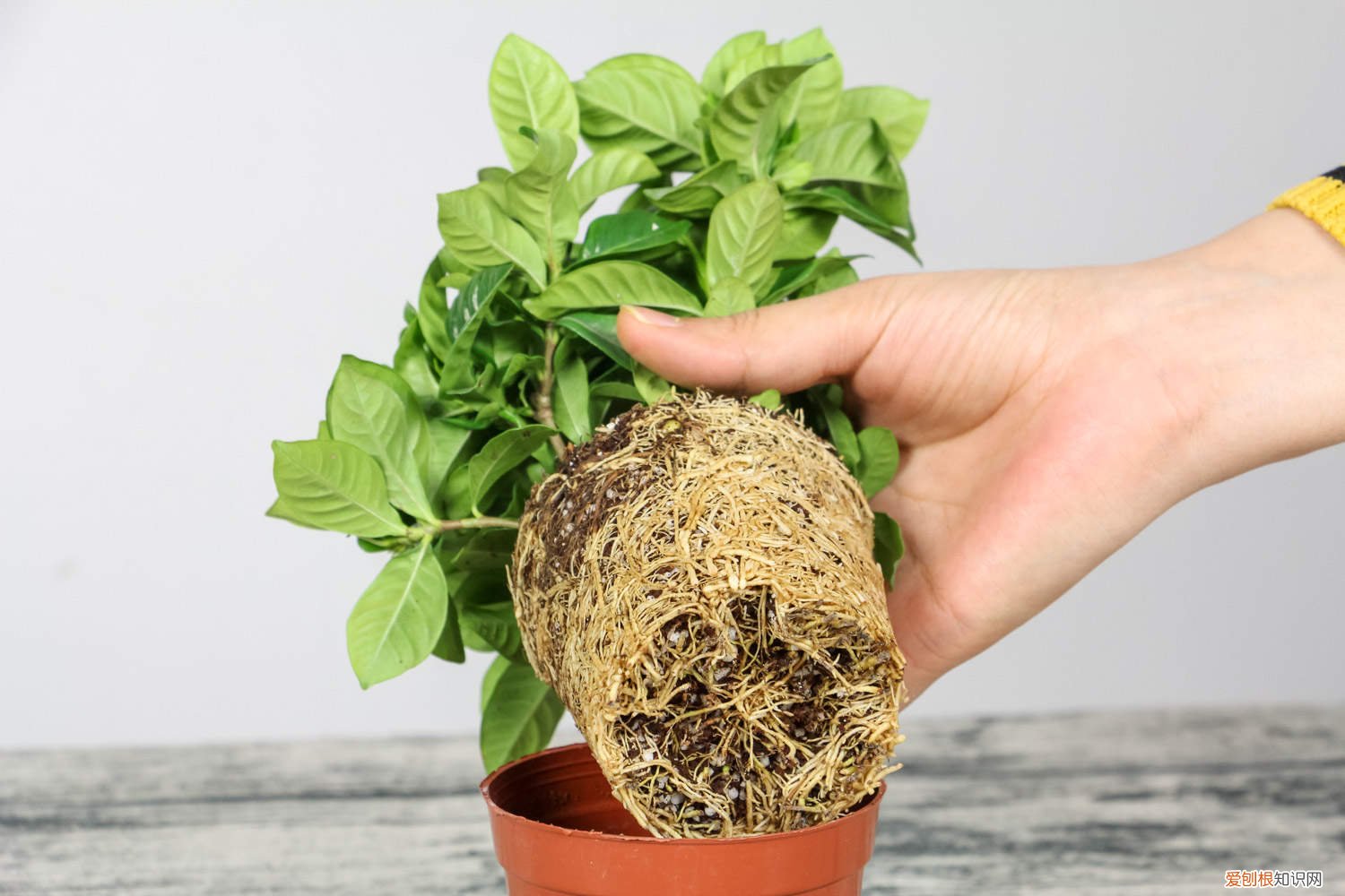 栀子花花苞长得慢是什么原因 栀子花怎么催长花苞,花苞长得慢怎么办