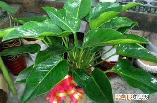 图 绿钻花喜欢什么土 绿钻适合什么土、怎么配置